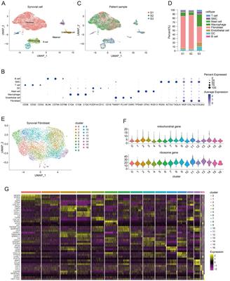 Single-cell profiling uncovers synovial fibroblast subpopulations associated with chondrocyte injury in osteoarthritis